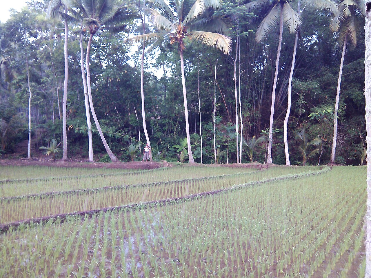Desa Bandungrejo