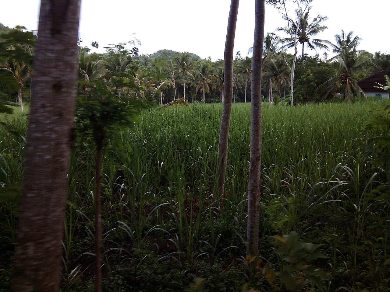 Foto 1 — Desa Sumberbening