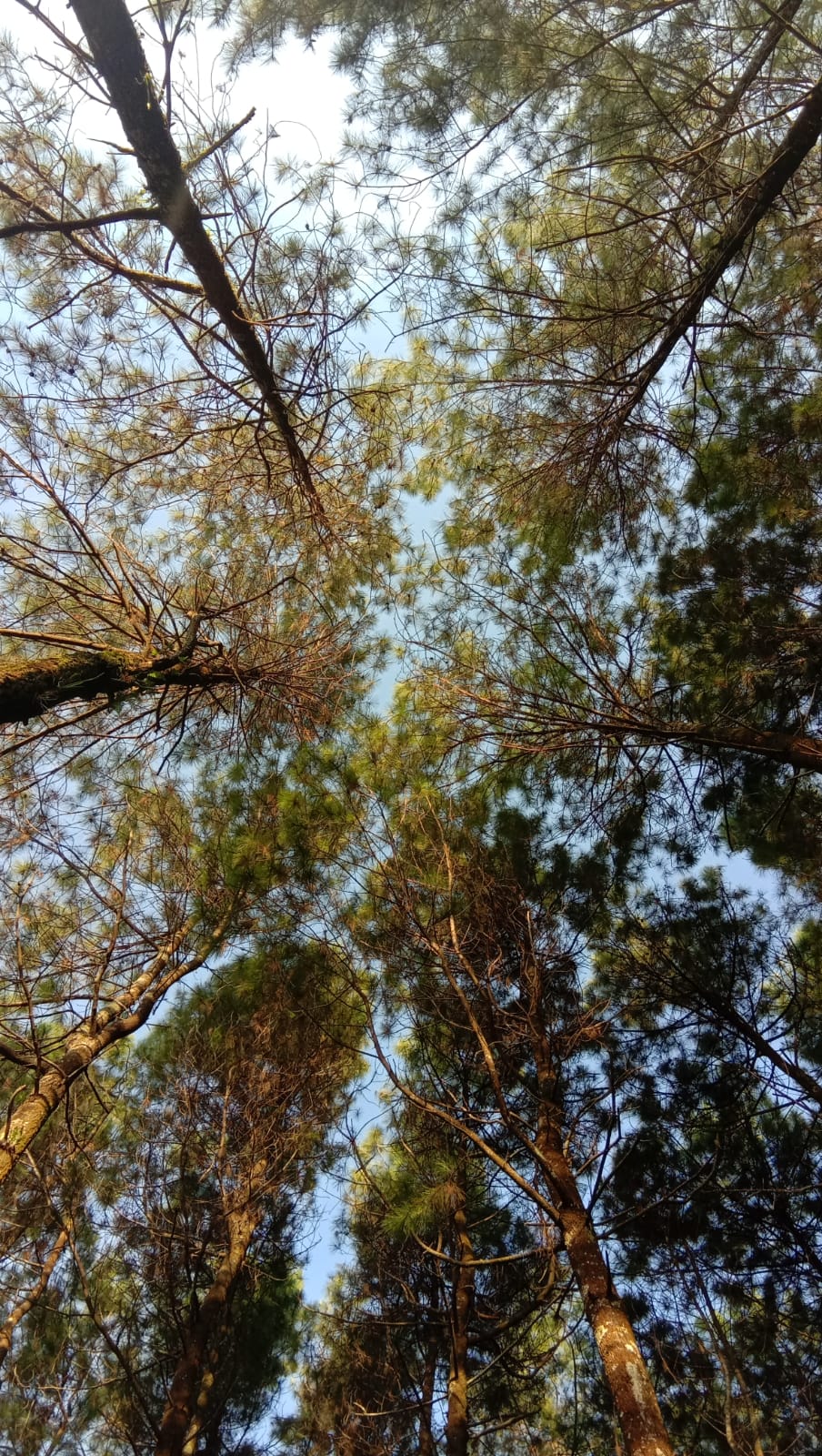 Kecamatan Wajak