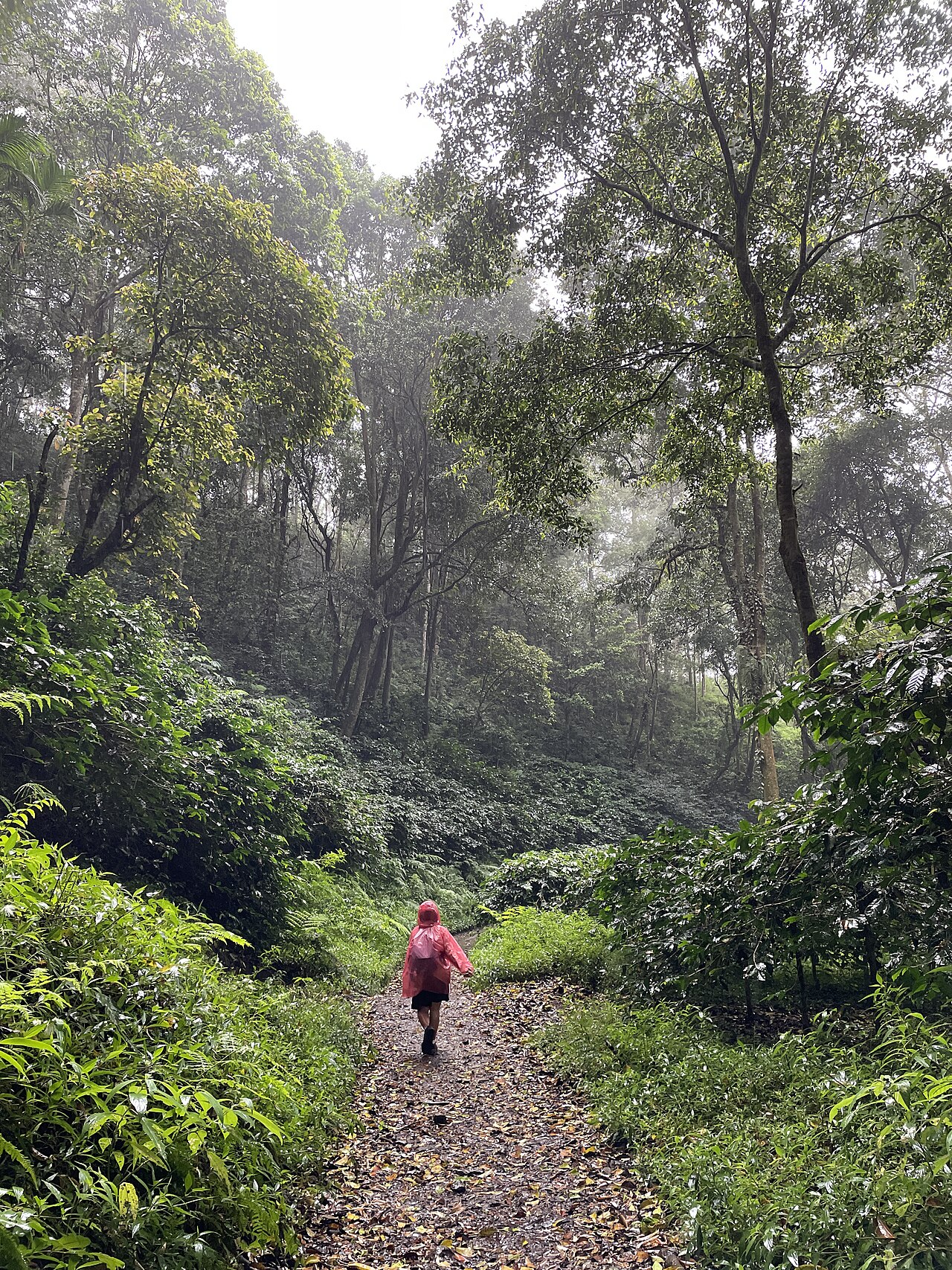 Bukit Budug Asu