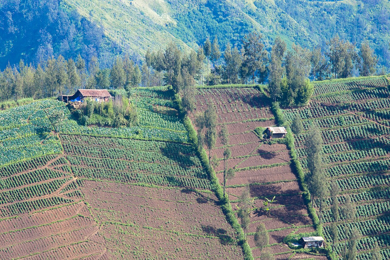 Desa Wisata Ngadas (Tengger)