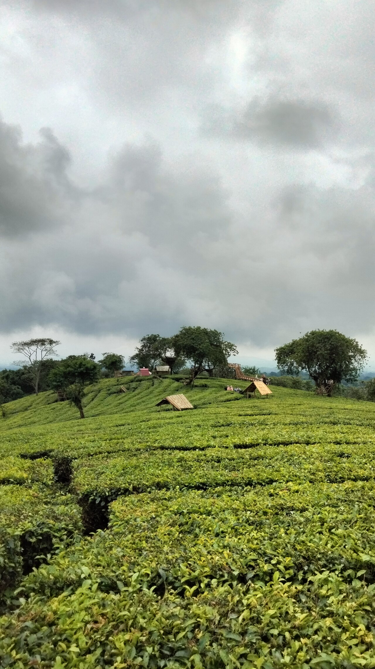 Kebun Teh Wonosari (Toyomarto)