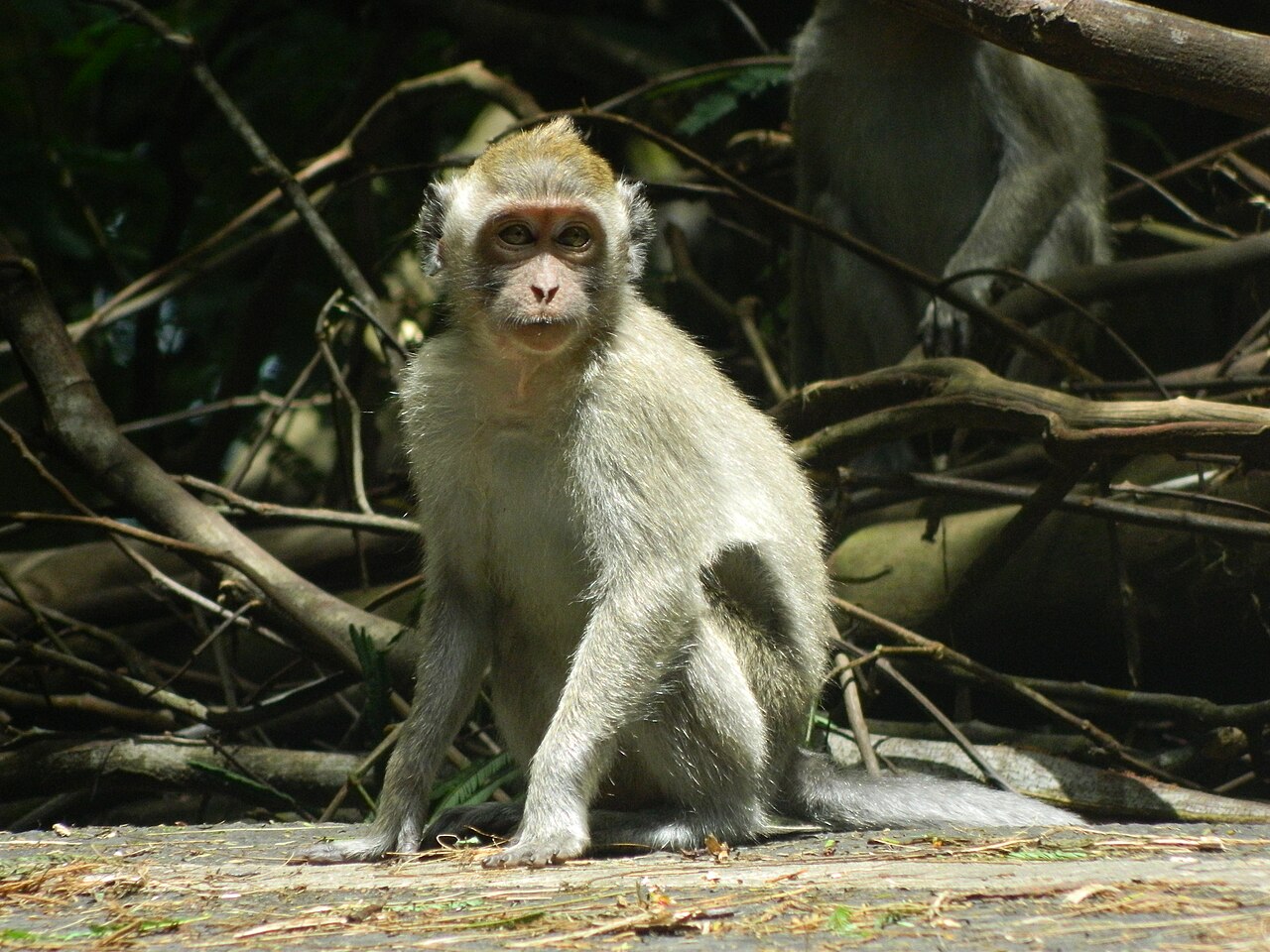 Taman Hutan Raya R. Soerjo Sisi Malang